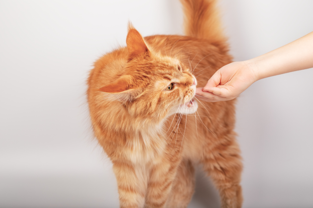 kittens and cats information about training
