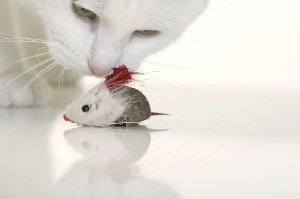 mousetrap training cats