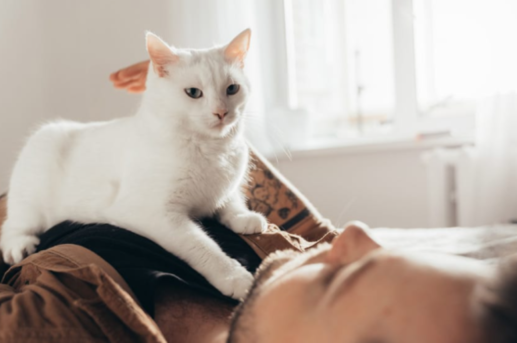 why do cats knead