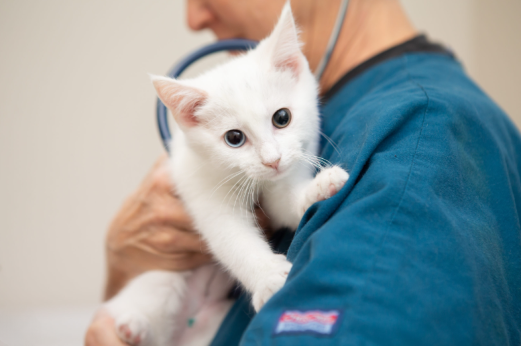 emotional support cat training