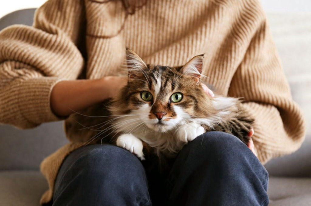 why do cats make biscuits
