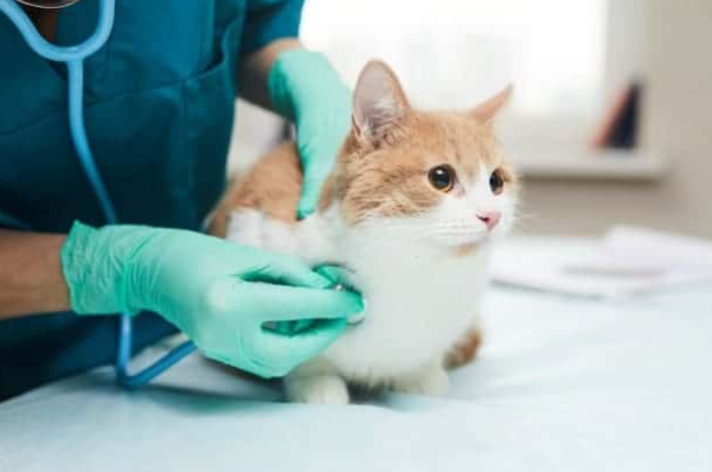 how to stop a cat from spraying