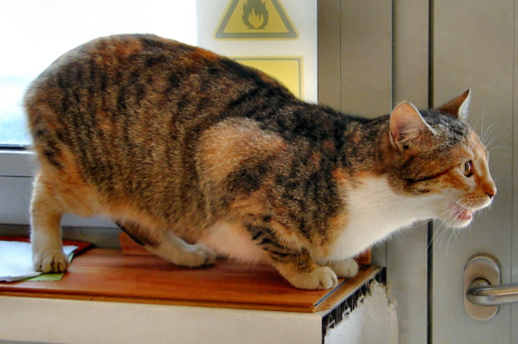 how to calm a cat in heat