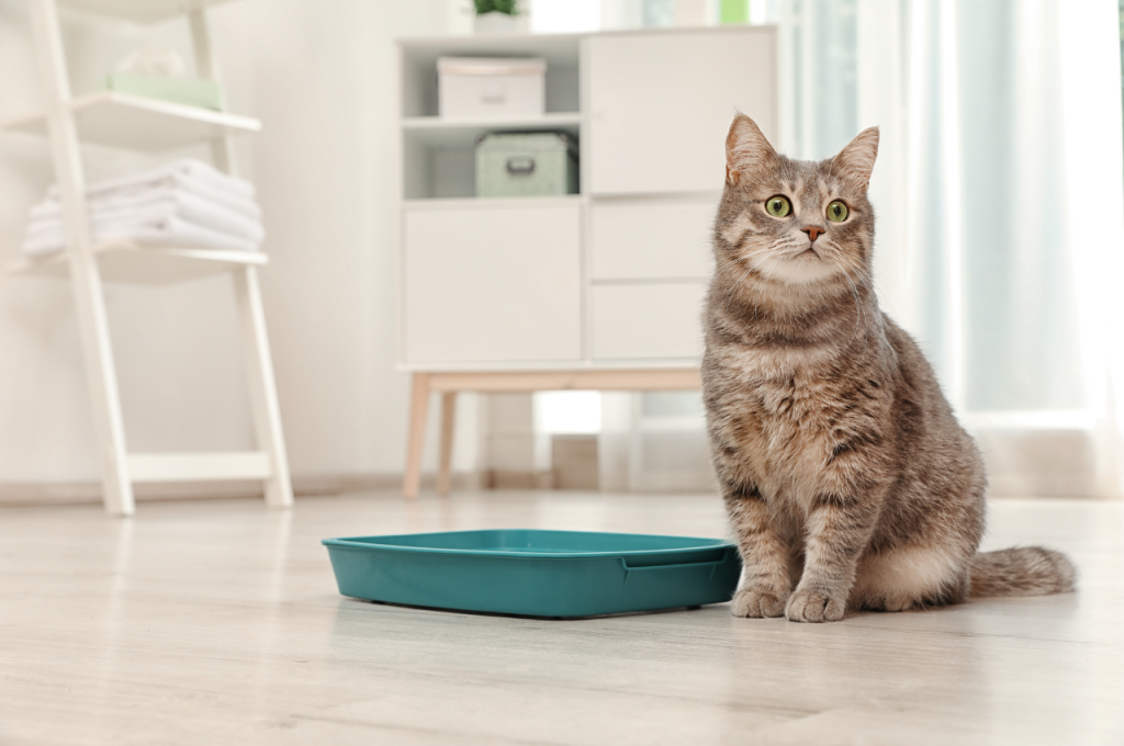 what is the best cat litter