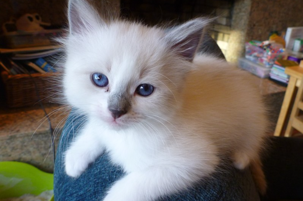 how much does it cost to get a cat fixed