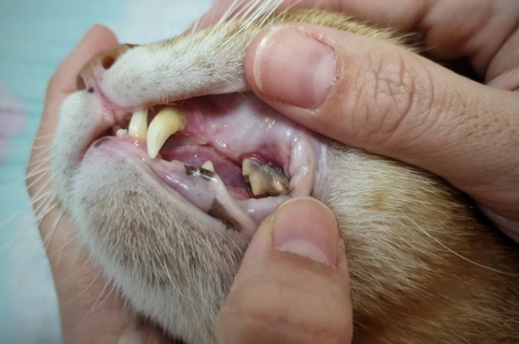why is my cat drooling thick saliva