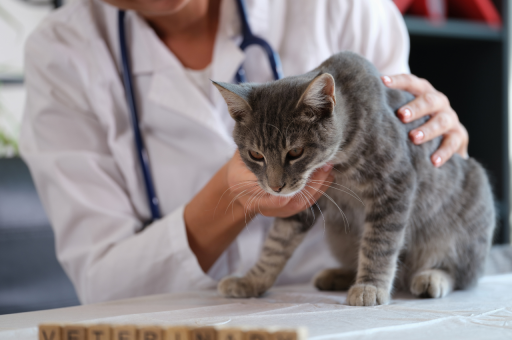 how to tell if your cat is sick