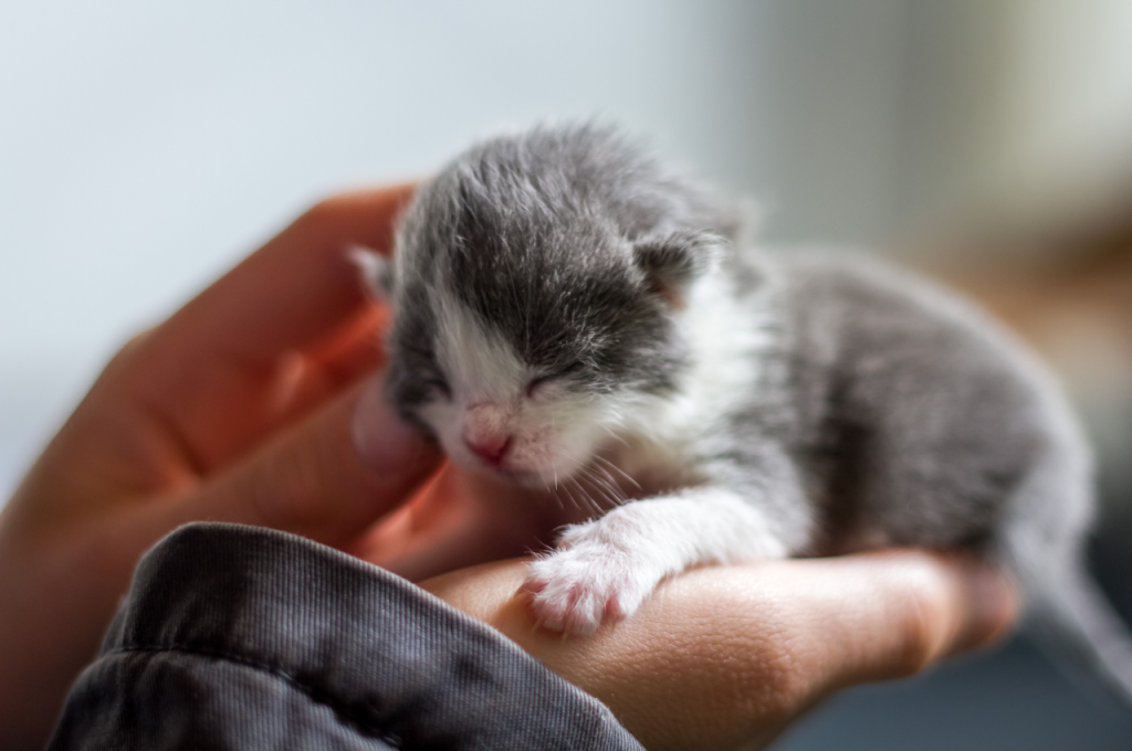 how can you tell if a cat is pregnant