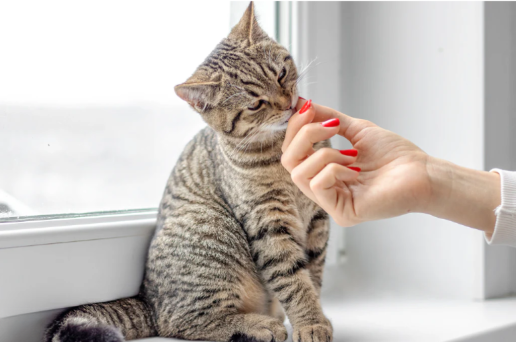 How do I teach my cat her name?