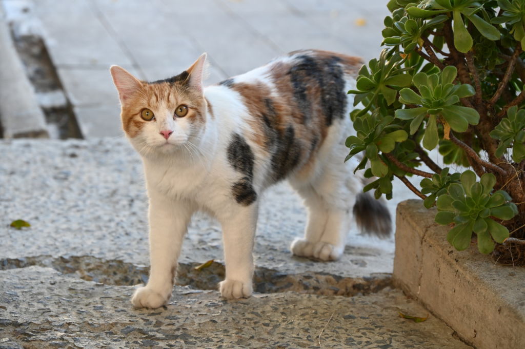 what is a calico cat