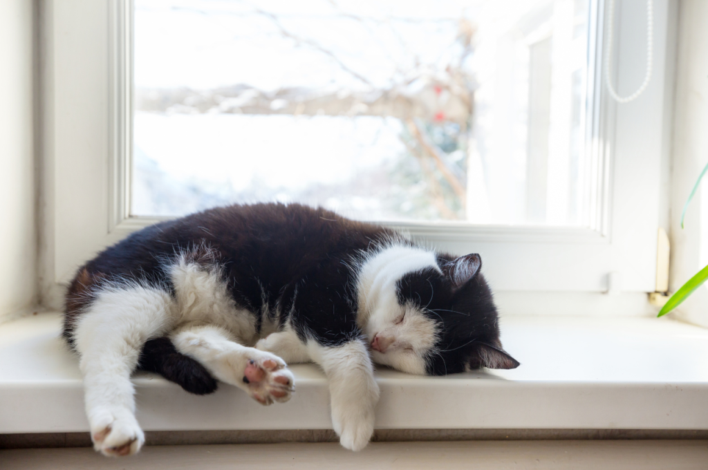 why is my cat sleeping so much
