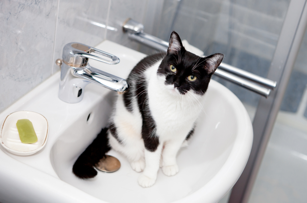 how often should you bathe a cat