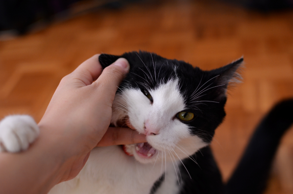 what does it mean when a cat rubs against you