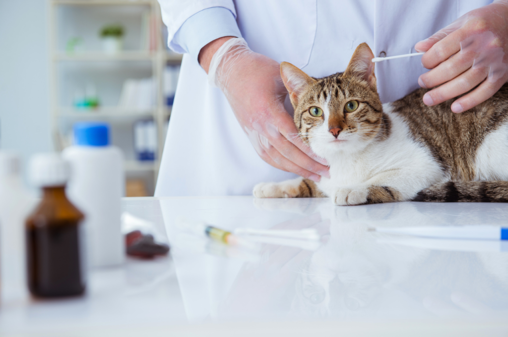 how to get rid of cat fleas