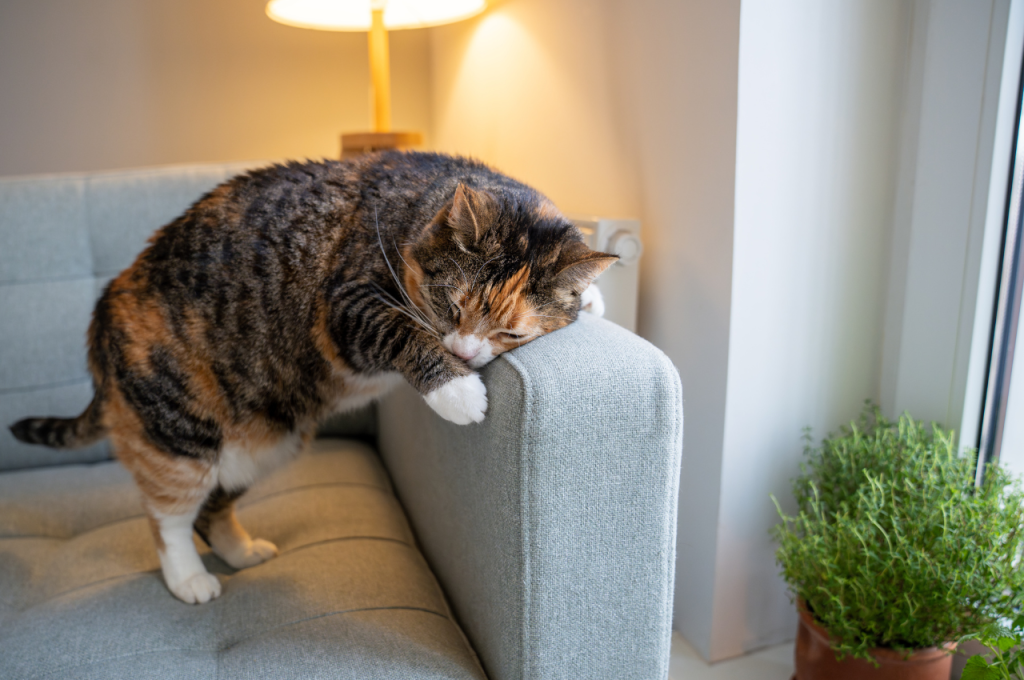 what does a cat purring mean