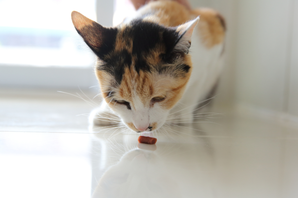 what are cat whiskers for
