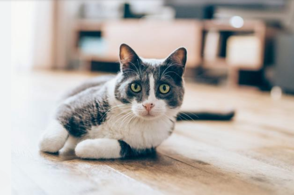 Can I rename my cat?
