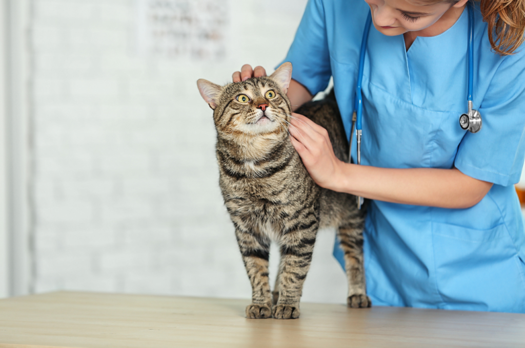 why is my cat limping