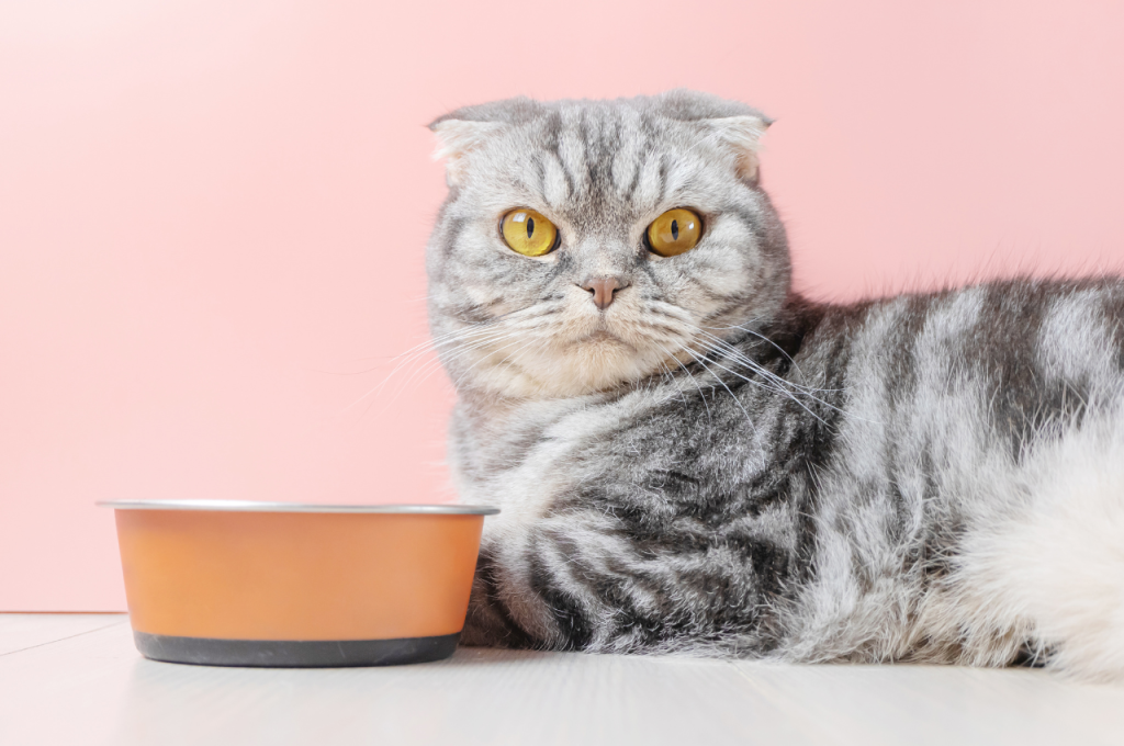 how much dry food should a cat eat a day