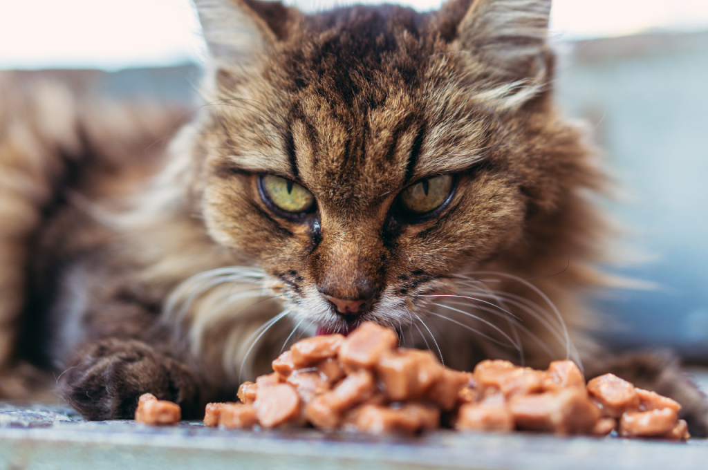 how to give a cat liquid medicine