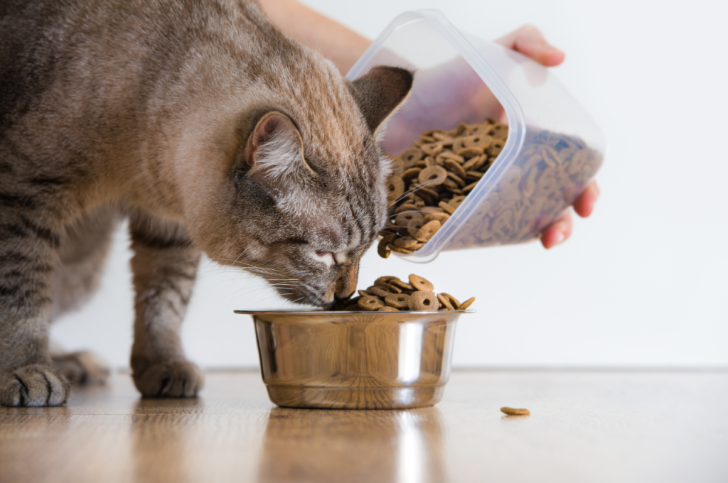 how to fatten up a cat