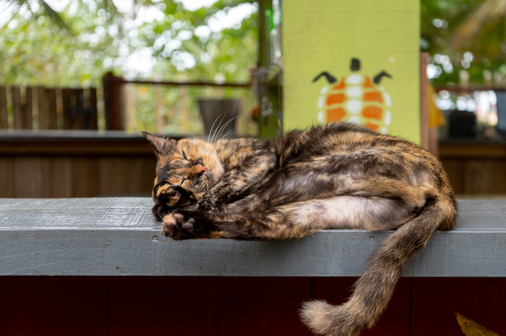 how to keep cat off counter