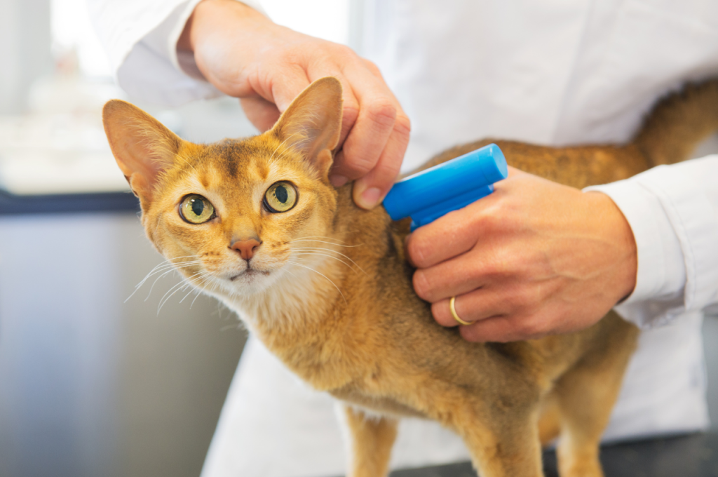 what are the top 5 healthiest cat foods?
