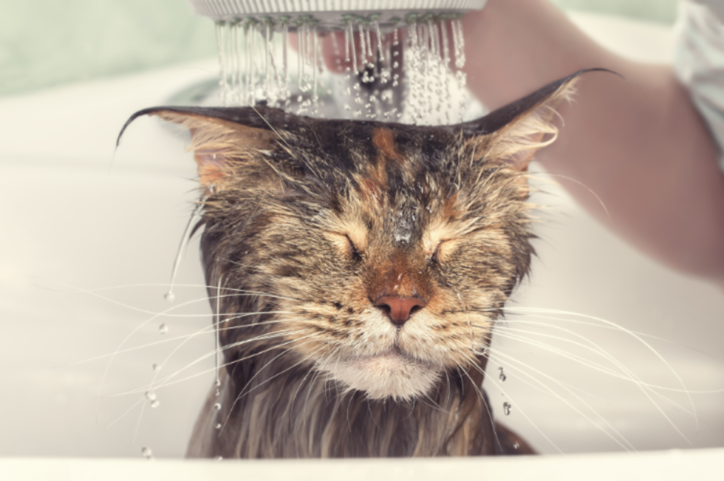 Bathing a cat