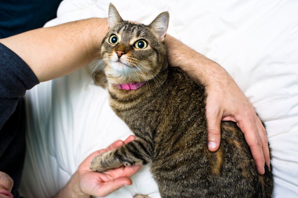 why do cat scratches itch