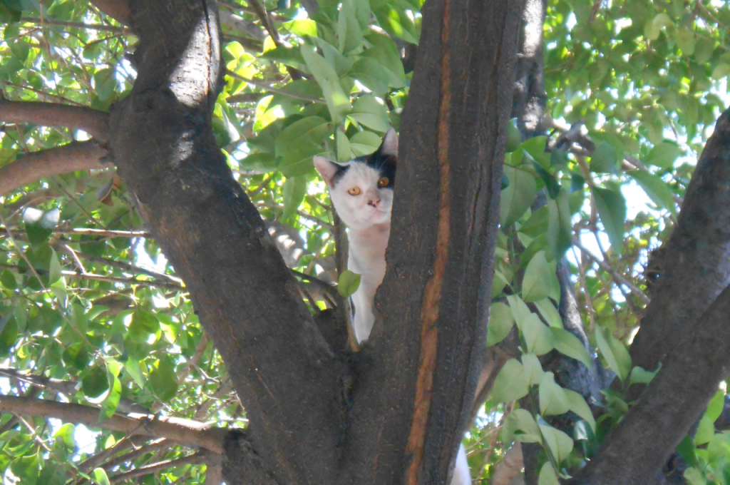 how to find lost cat