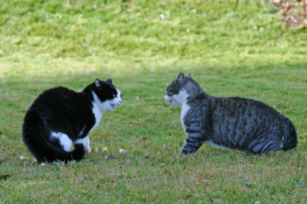 how to tell if a cat is in heat
