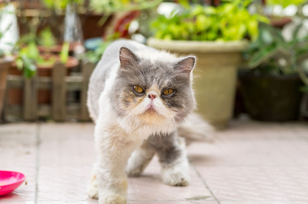 what type of cat is garfield