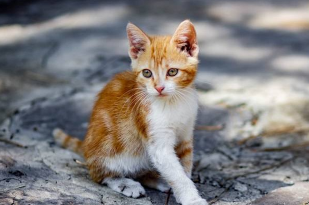 What is the coolest cat name?