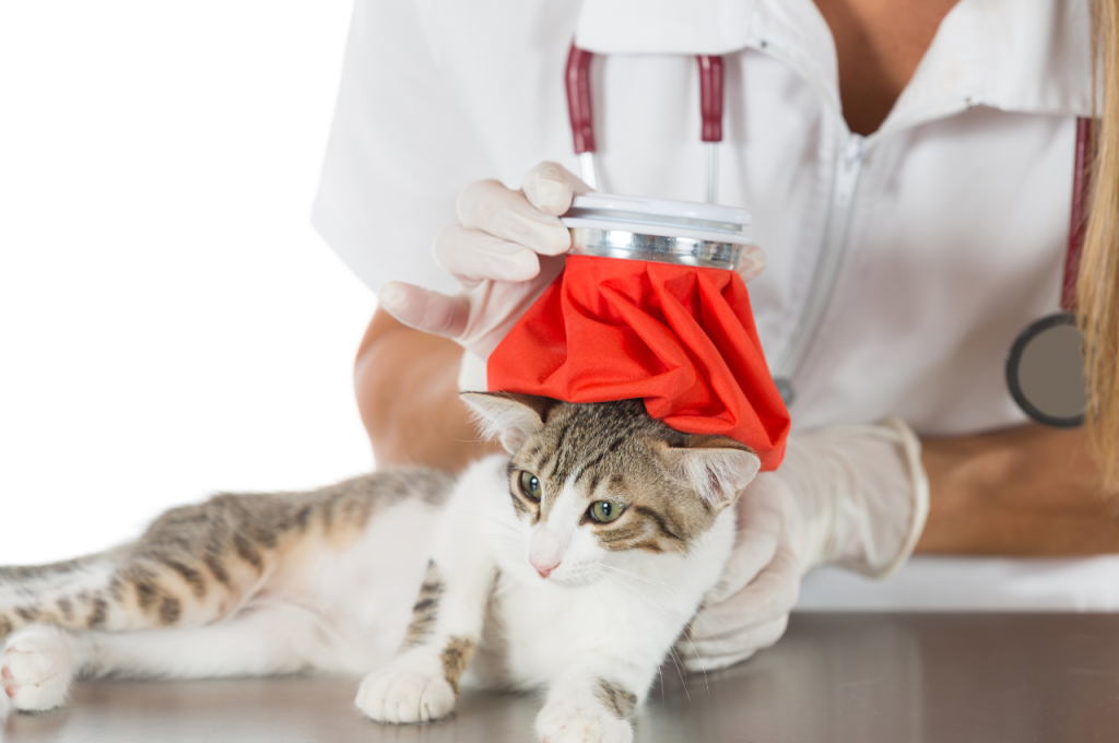how to tell if cat has fever