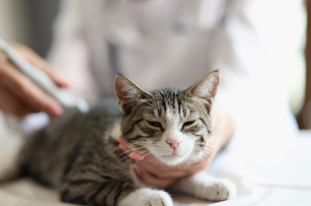 how to help a constipated cat