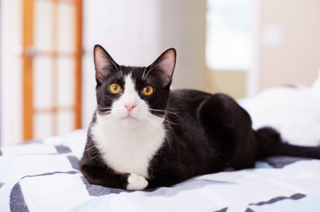 Do cats have 3 names?
