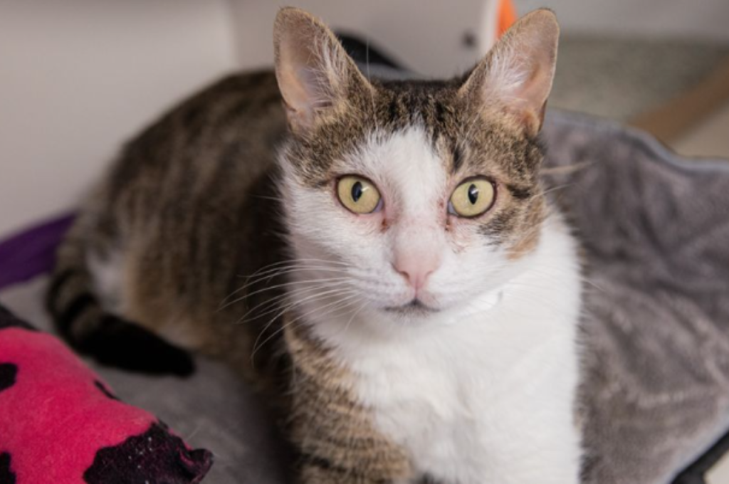 Can a cat have 3 parents?