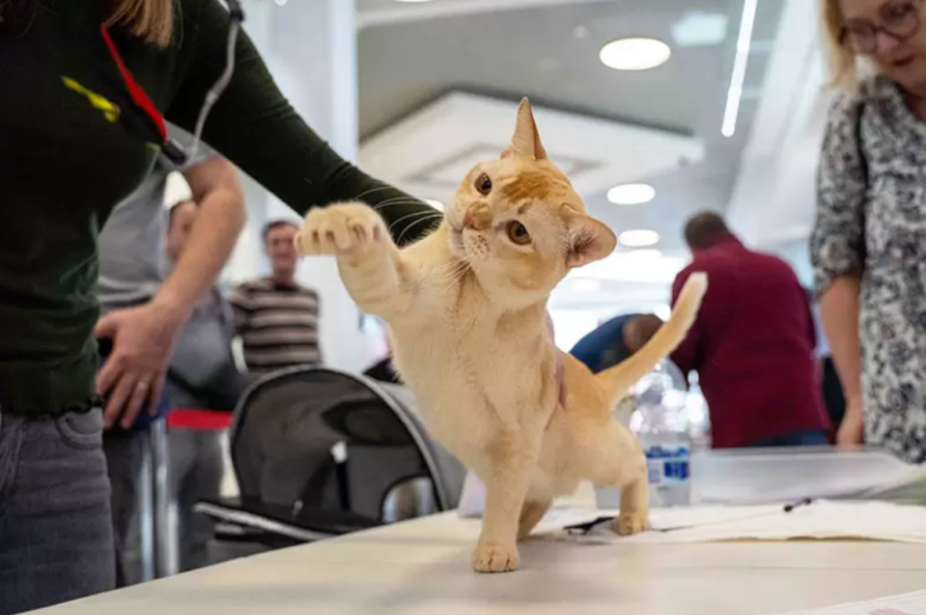 how to train a small cat