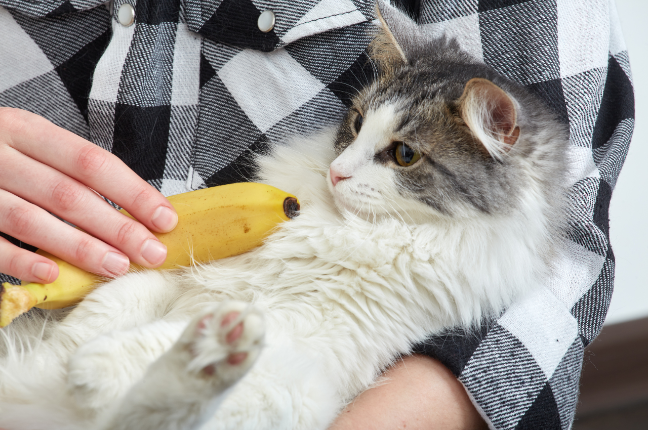 can cats eat bananas