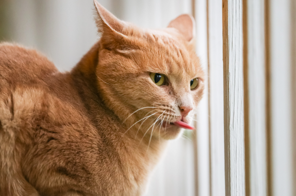 why is my cat drooling thick saliva