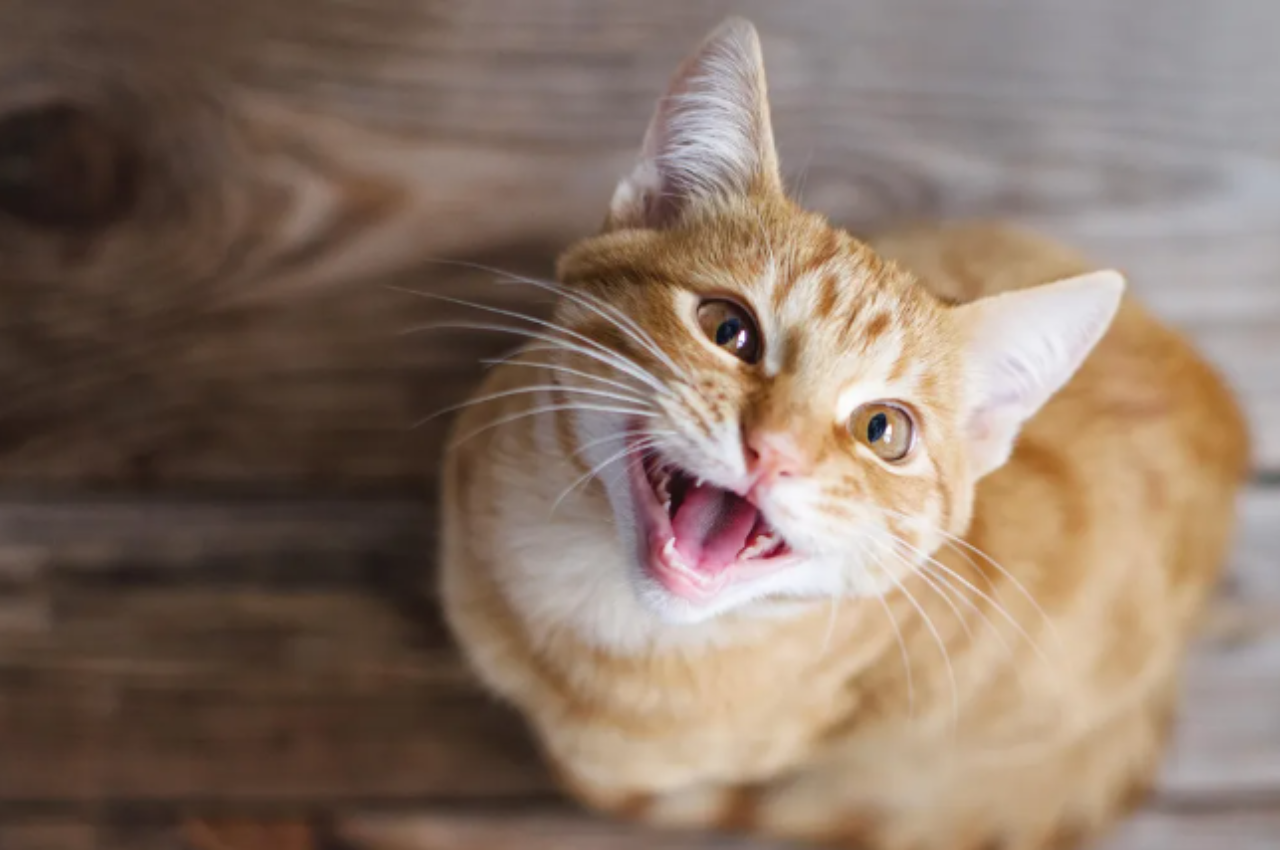 how to speak cat