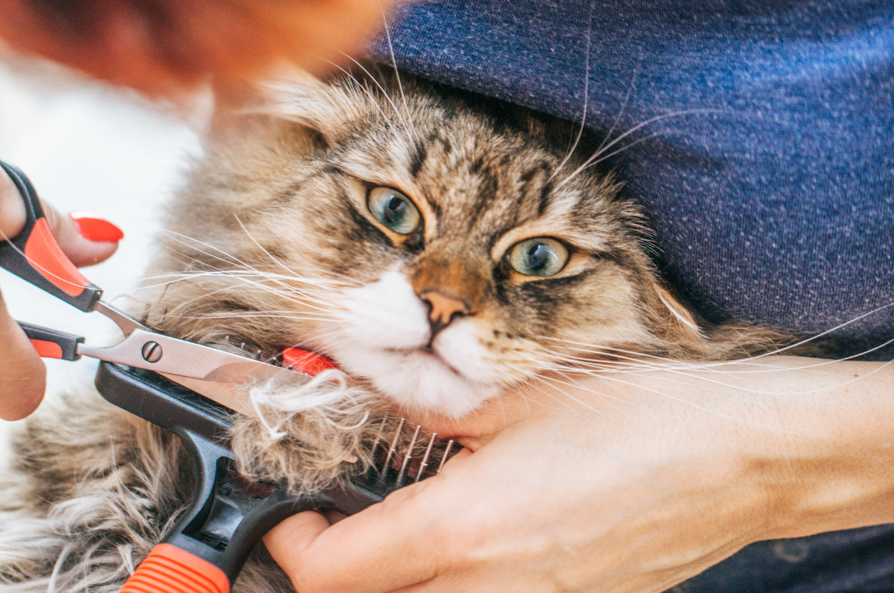 how to get mats out of cat fur
