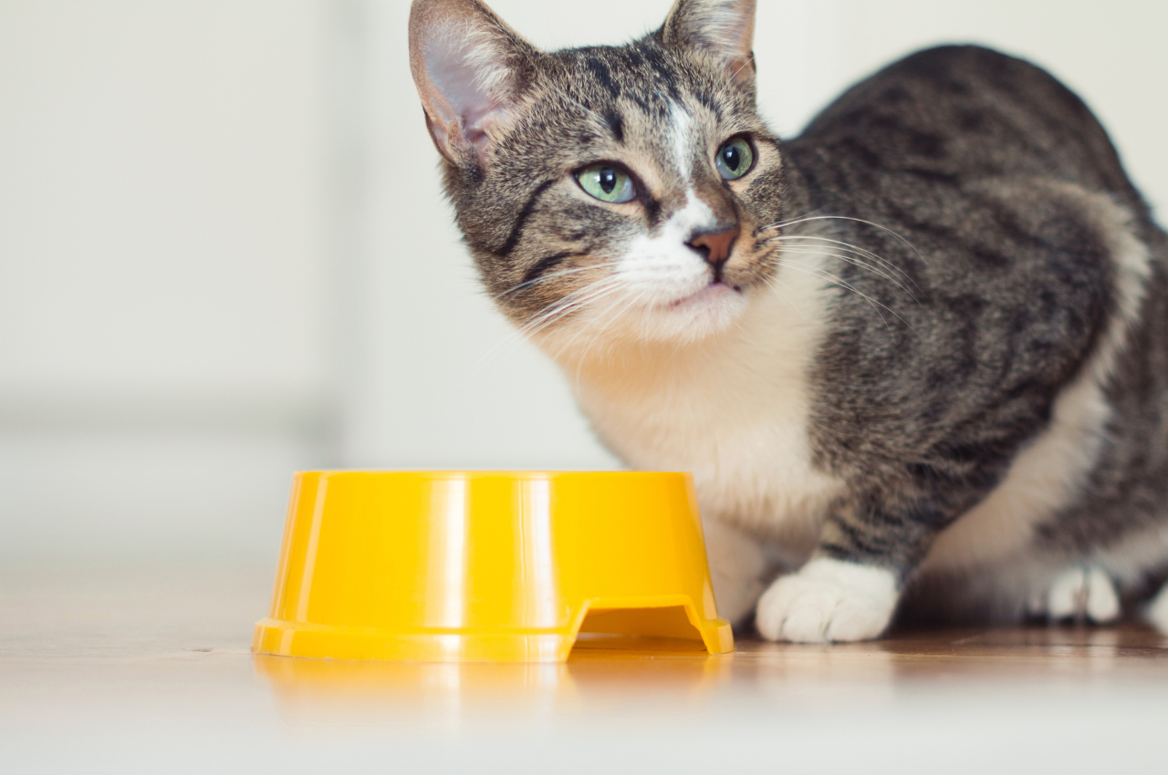 why isn't my cat eating