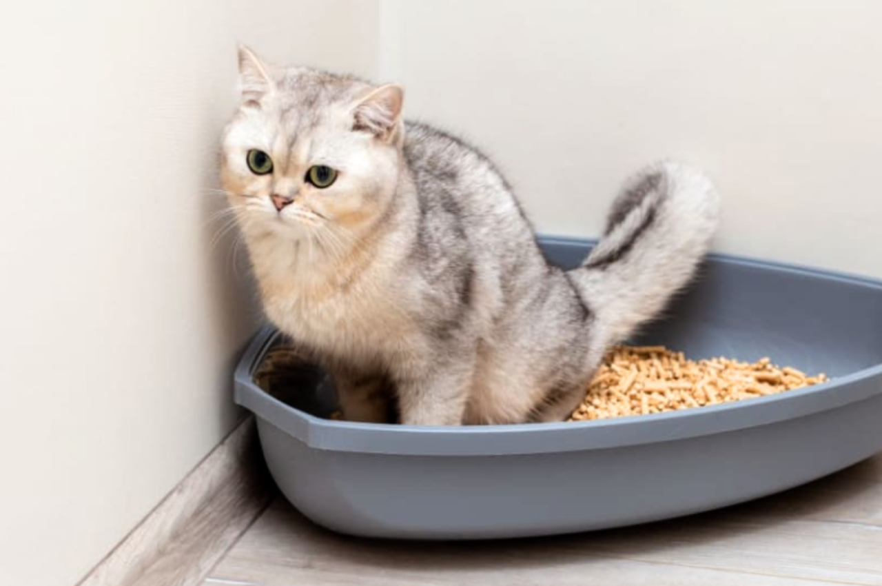 how to help a constipated cat naturally