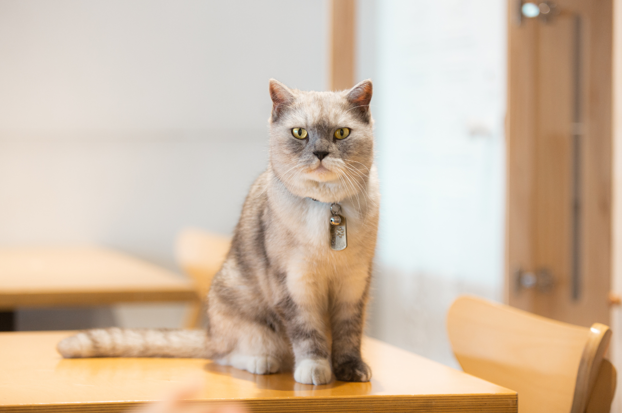 what are the different types of domestic cats in the usa