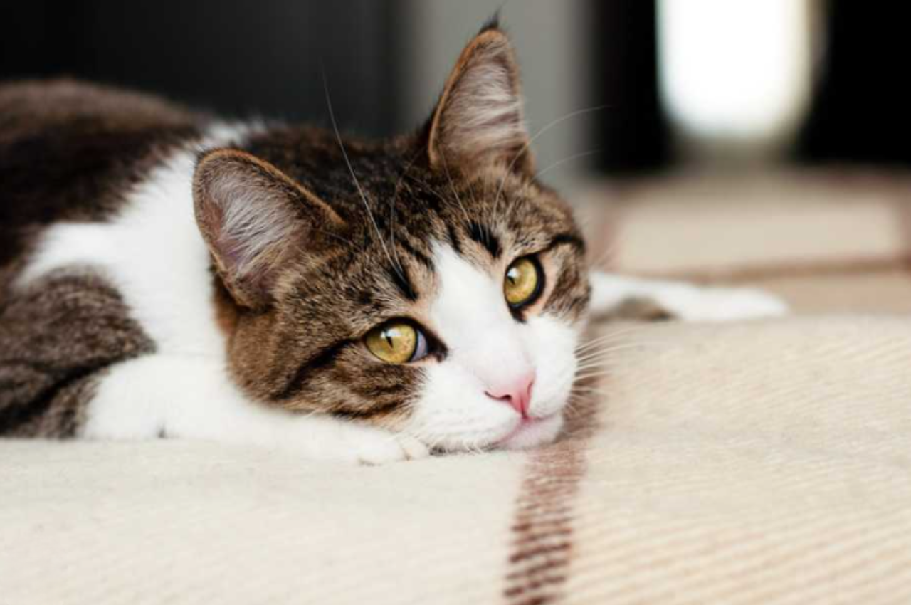 different types of worms in cats