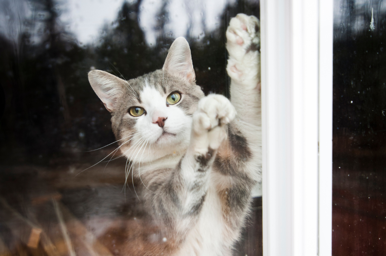 What are some fun facts about cat behavior?