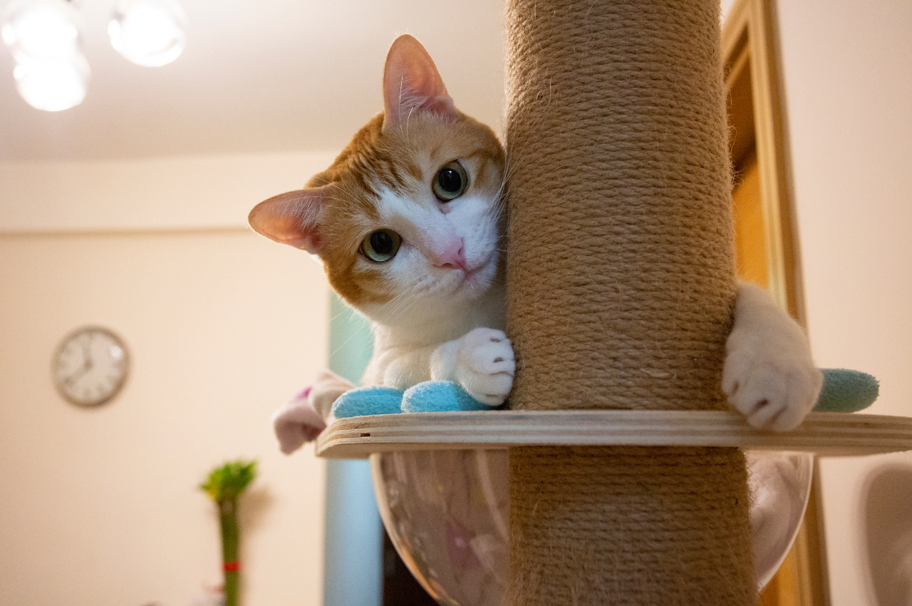 What is an odd fact about cats?