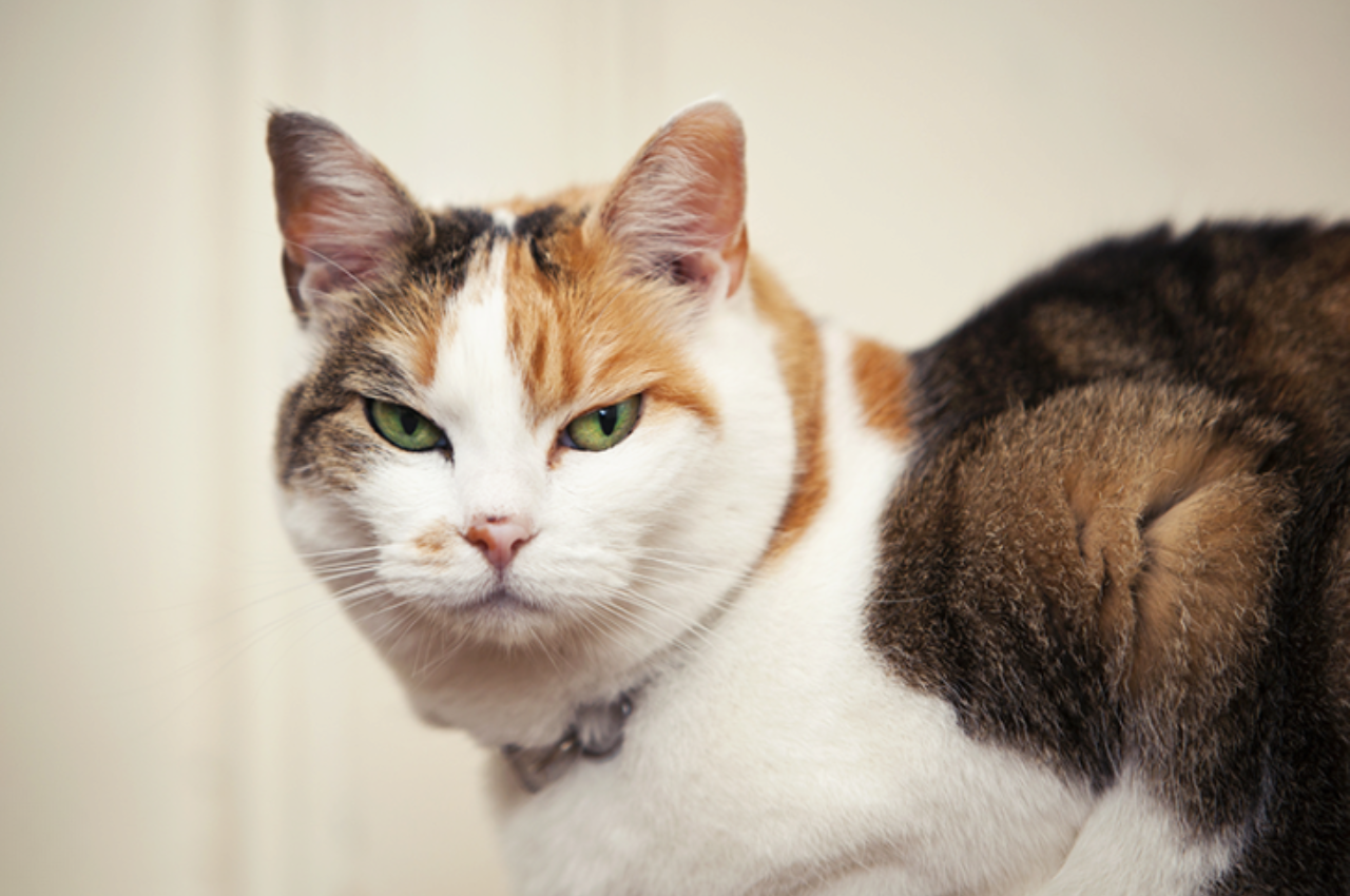 What are calming signals for cats?