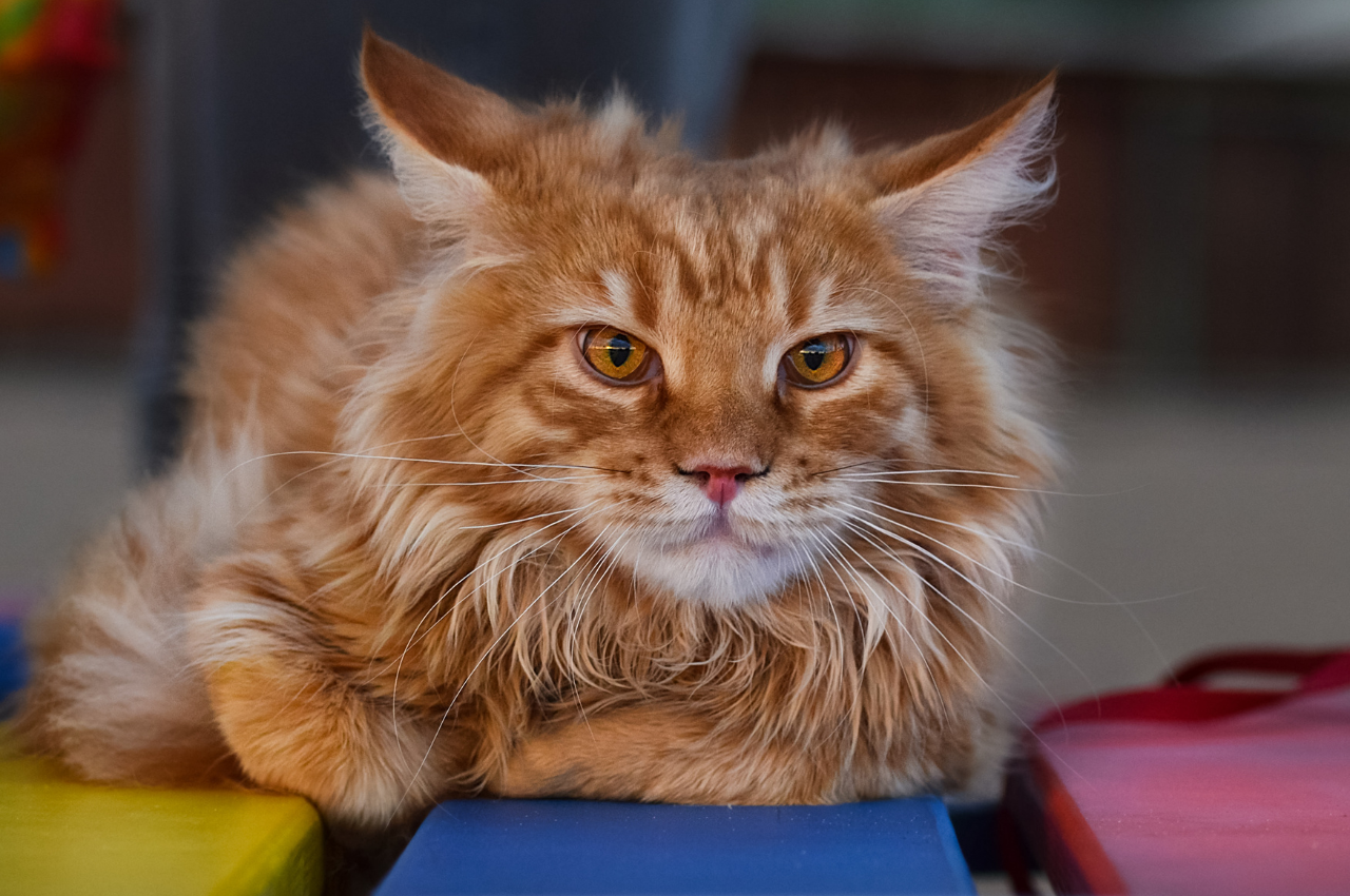 How do you tell if your cat is protective of you?